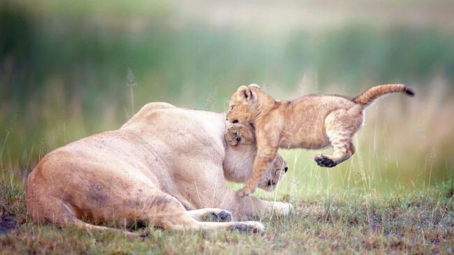 Работа фотографа Vicki Jauron, финалиста конкурса The Nikon Comedy Wildlife Awards 2025 Работа фотографа Vicki Jauron, финалиста конкурса The Nikon Comedy Wildlife Awards 2025
