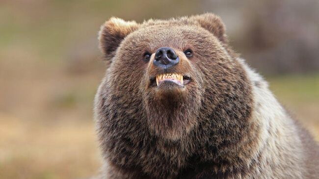 Работа фотографа Valtteri Mulkahainen Smile финалиста конкурса The Nikon Comedy Wildlife Awards 2025 Работа фотографа Valtteri Mulkahainen Smile финалиста конкурса The Nikon Comedy Wildlife Awards 2025