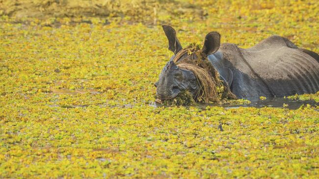 Работа фотографа Yann Chauvette The Wig, финалиста конкурса The Nikon Comedy Wildlife Awards 2025 Работа фотографа Yann Chauvette The Wig, финалиста конкурса The Nikon Comedy Wildlife Awards 2025