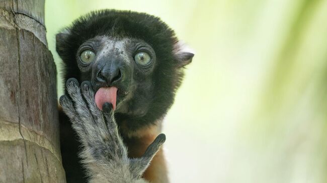 Работа фотографа Liliana Luca Fronzies Advertising, финалиста конкурса The Nikon Comedy Wildlife Awards 2025 Работа фотографа Liliana Luca Fronzies Advertising, финалиста конкурса The Nikon Comedy Wildlife Awards 2025