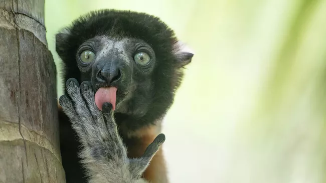 Работа фотографа Liliana Luca Fronzies Advertising, финалиста конкурса The Nikon Comedy Wildlife Awards 2025 Работа фотографа Liliana Luca Fronzies Advertising, финалиста конкурса The Nikon Comedy Wildlife Awards 2025