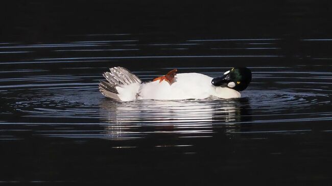 Работа фотографа John Speirs It is tough being a duck, финалиста конкурса The Nikon Comedy Wildlife Awards 2025 Работа фотографа John Speirs It is tough being a duck, финалиста конкурса The Nikon Comedy Wildlife Awards 2025