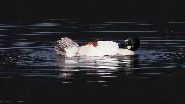 Работа фотографа John Speirs It is tough being a duck, финалиста конкурса The Nikon Comedy Wildlife Awards 2025 Работа фотографа John Speirs It is tough being a duck, финалиста конкурса The Nikon Comedy Wildlife Awards 2025