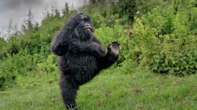 Работа фотографа Mark Meth Cohn High Five, финалиста конкурса The Nikon Comedy Wildlife Awards 2025 Работа фотографа Mark Meth Cohn High Five, финалиста конкурса The Nikon Comedy Wildlife Awards 2025