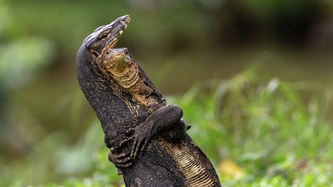 Работа фотографа Jessica Emmet-Battle Hug, финалиста конкурса The Nikon Comedy Wildlife Awards 2025 Работа фотографа Jessica Emmet-Battle Hug, финалиста конкурса The Nikon Comedy Wildlife Awards 2025