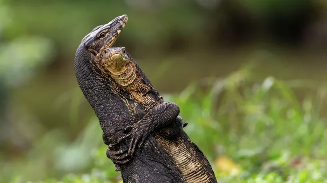Работа фотографа Jessica Emmet-Battle Hug, финалиста конкурса The Nikon Comedy Wildlife Awards 2025 Работа фотографа Jessica Emmet-Battle Hug, финалиста конкурса The Nikon Comedy Wildlife Awards 2025