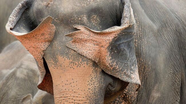 Работа фотографа Henry Szwinto Peekaboo, финалиста конкурса The Nikon Comedy Wildlife Awards 2025 Работа фотографа Henry Szwinto Peekaboo, финалиста конкурса The Nikon Comedy Wildlife Awards 2025