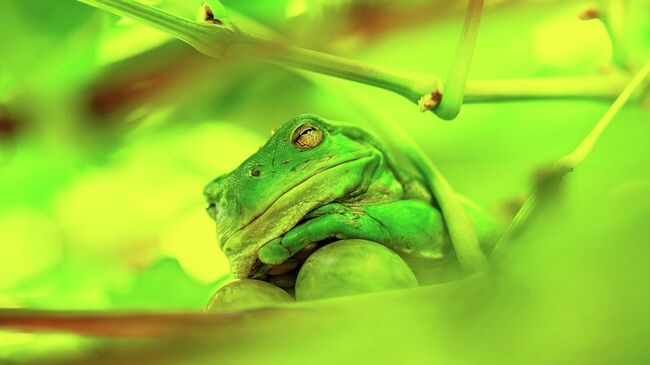 Работа фотографа Beate Ammer The Frog Prince of the Grape Vine, финалиста конкурса The Nikon Comedy Wildlife Awards 2025 Работа фотографа Beate Ammer The Frog Prince of the Grape Vine, финалиста конкурса The Nikon Comedy Wildlife Awards 2025