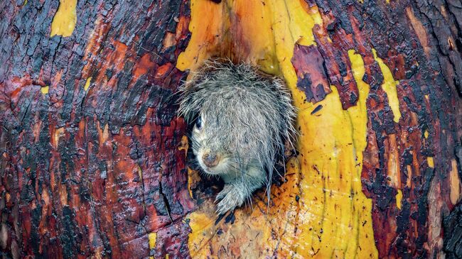 Работа фотографа Christy Grinton Bad Hair Day, финалиста конкурса The Nikon Comedy Wildlife Awards 2025 Работа фотографа Christy Grinton Bad Hair Day, финалиста конкурса The Nikon Comedy Wildlife Awards 2025