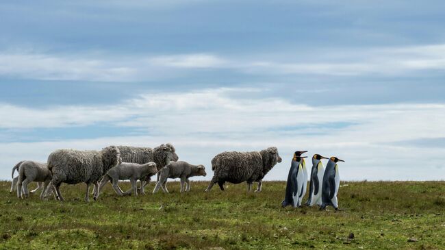 Работа фотографа Ralph Robinson The Pied Piper of Penguins, финалиста конкурса The Nikon Comedy Wildlife Awards 2025 Работа фотографа Ralph Robinson The Pied Piper of Penguins, финалиста конкурса The Nikon Comedy Wildlife Awards 2025