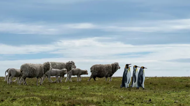 Работа фотографа Ralph Robinson The Pied Piper of Penguins, финалиста конкурса The Nikon Comedy Wildlife Awards 2025 Работа фотографа Ralph Robinson The Pied Piper of Penguins, финалиста конкурса The Nikon Comedy Wildlife Awards 2025