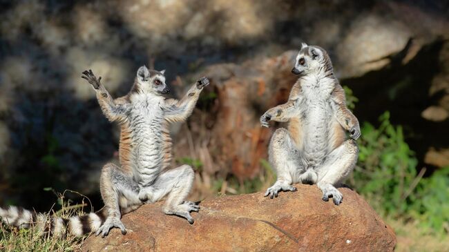 Работа фотографа Andrey Giljov Welcome to Zen Lemur Yoga, финалиста конкурса The Nikon Comedy Wildlife Awards 2025 Работа фотографа Andrey Giljov Welcome to Zen Lemur Yoga, финалиста конкурса The Nikon Comedy Wildlife Awards 2025