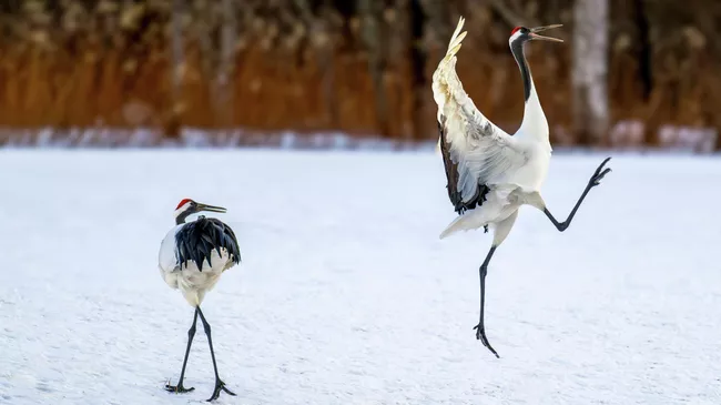 Работа фотографа David Rice OMG, финалиста конкурса The Nikon Comedy Wildlife Awards 2025 Работа фотографа David Rice OMG, финалиста конкурса The Nikon Comedy Wildlife Awards 2025