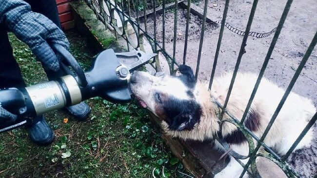 Алабай застрял между металлическими прутьями забора в Можайске 