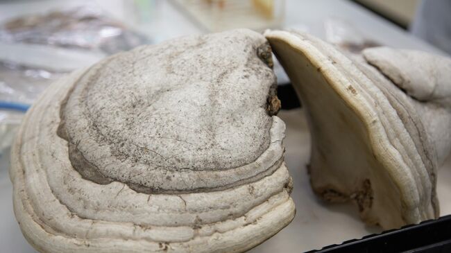 Образцы трутовых грибов