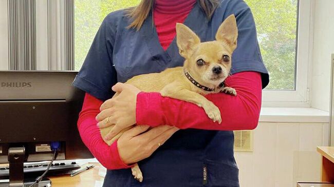 Чихуа-хуа Катюша