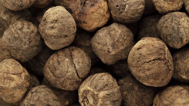 Семена тика 