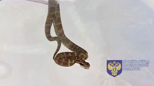 Ядовитых домашних питомцев изъяли у 15-летнего подростка в Подмосковье