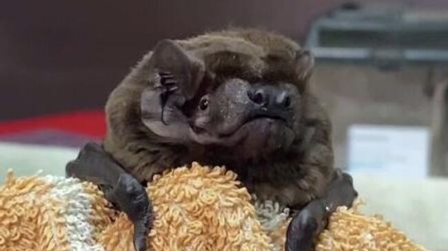 Гигантская вечерница Алекс