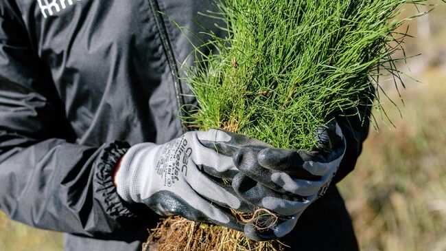 Высадка свыше 350 тысяч сеянцев сосны и акации в Саратовской области