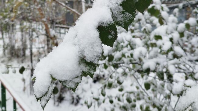 Последствия снегопада в Хабаровске. 28 октября 2025