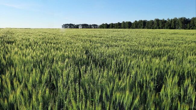 Пшеница сорта Победа 80