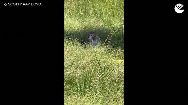 Лабораторные обезьяны, переносящие гепатит С и COVID, сбежали в США