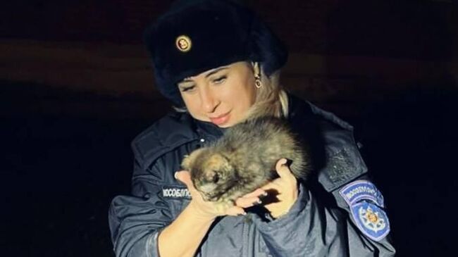 Спасатели освободили котенка, застрявшего под обшивкой дома в Павловском Посаде