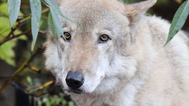 Серый волк Тарзан в Московском зоопарке