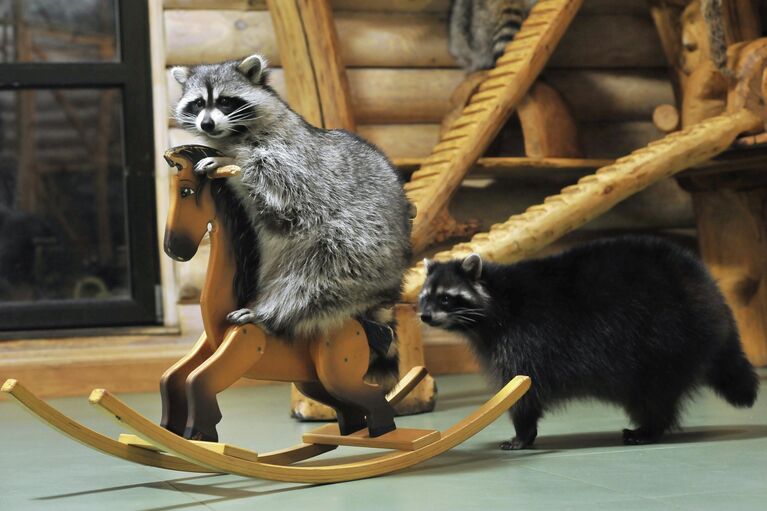 Еноты играют в контактном зоопарке Изба енотов в городе Тамбове Еноты играют в контактном зоопарке Изба енотов в городе Тамбове