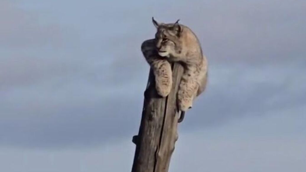 В Забайкалье спасли рысенка, который целый день просидел на столбе