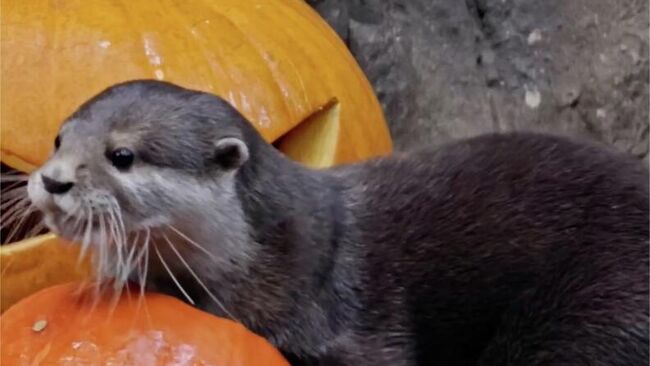 Выдр из Москвариума угостили тыквами