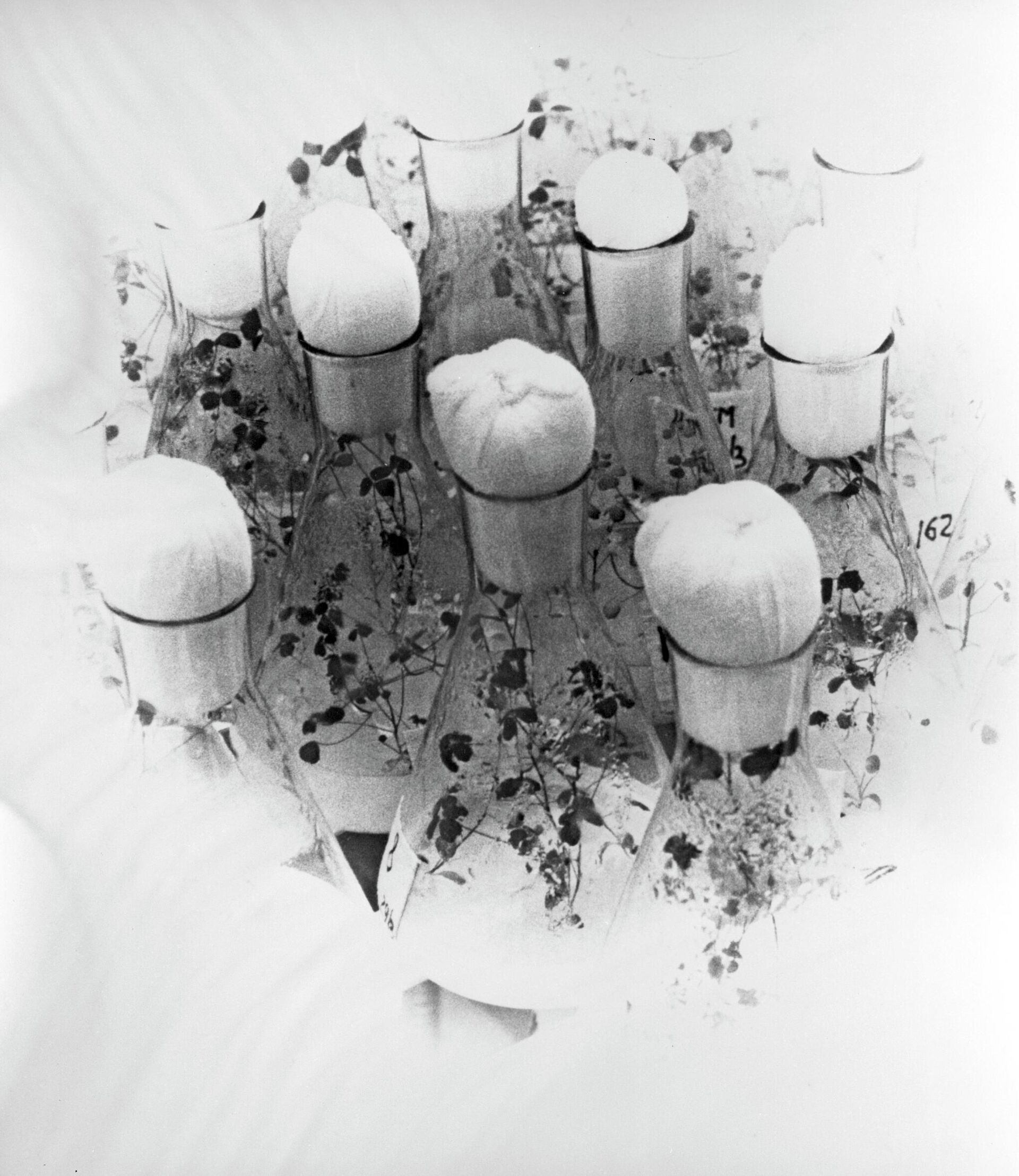 Растения в колбах, выращенные из клеточной массы - РИА Новости, 1920, 01.11.2025