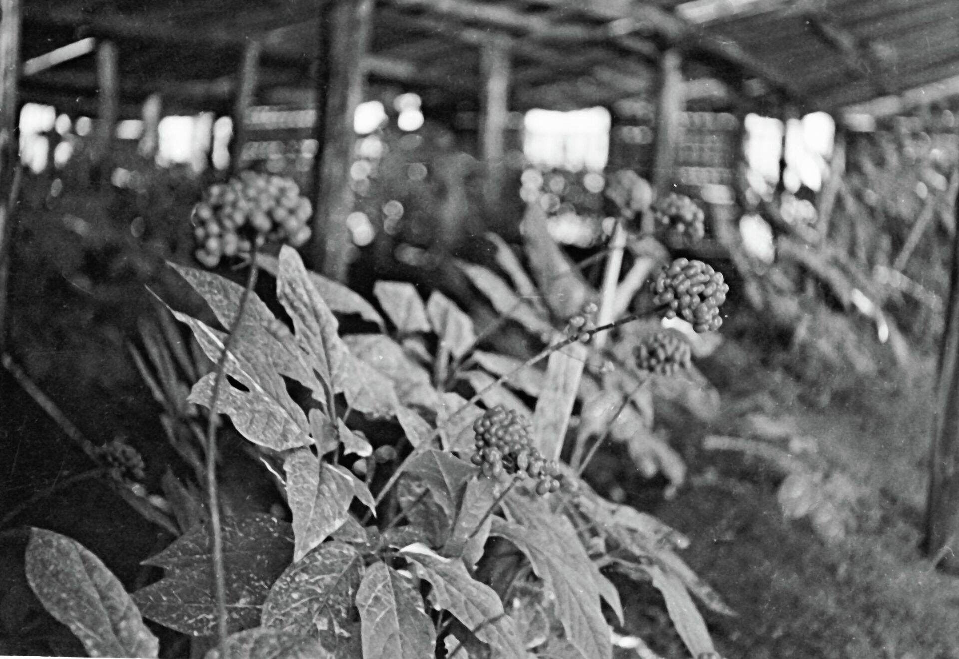 Куст культивированного женьшеня на грядке - РИА Новости, 1920, 01.11.2025