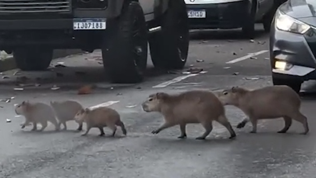 Капибары устроили "самую милую" автомобильную пробку