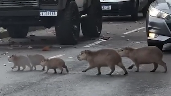 Семейство капибар устроило автомобильную пробку в Бразилии