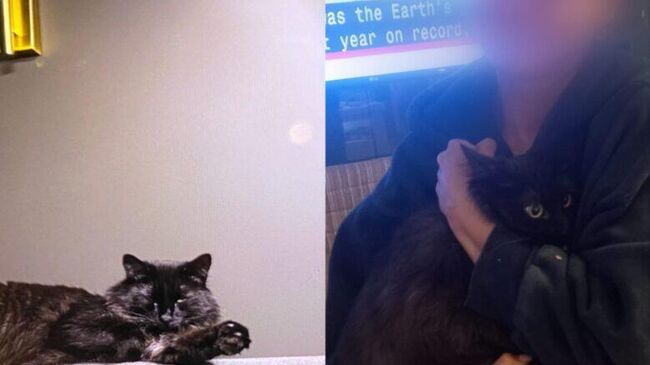 Специалисты спасли сбежавшую кошку россиянки в Стамбульском аэропорту