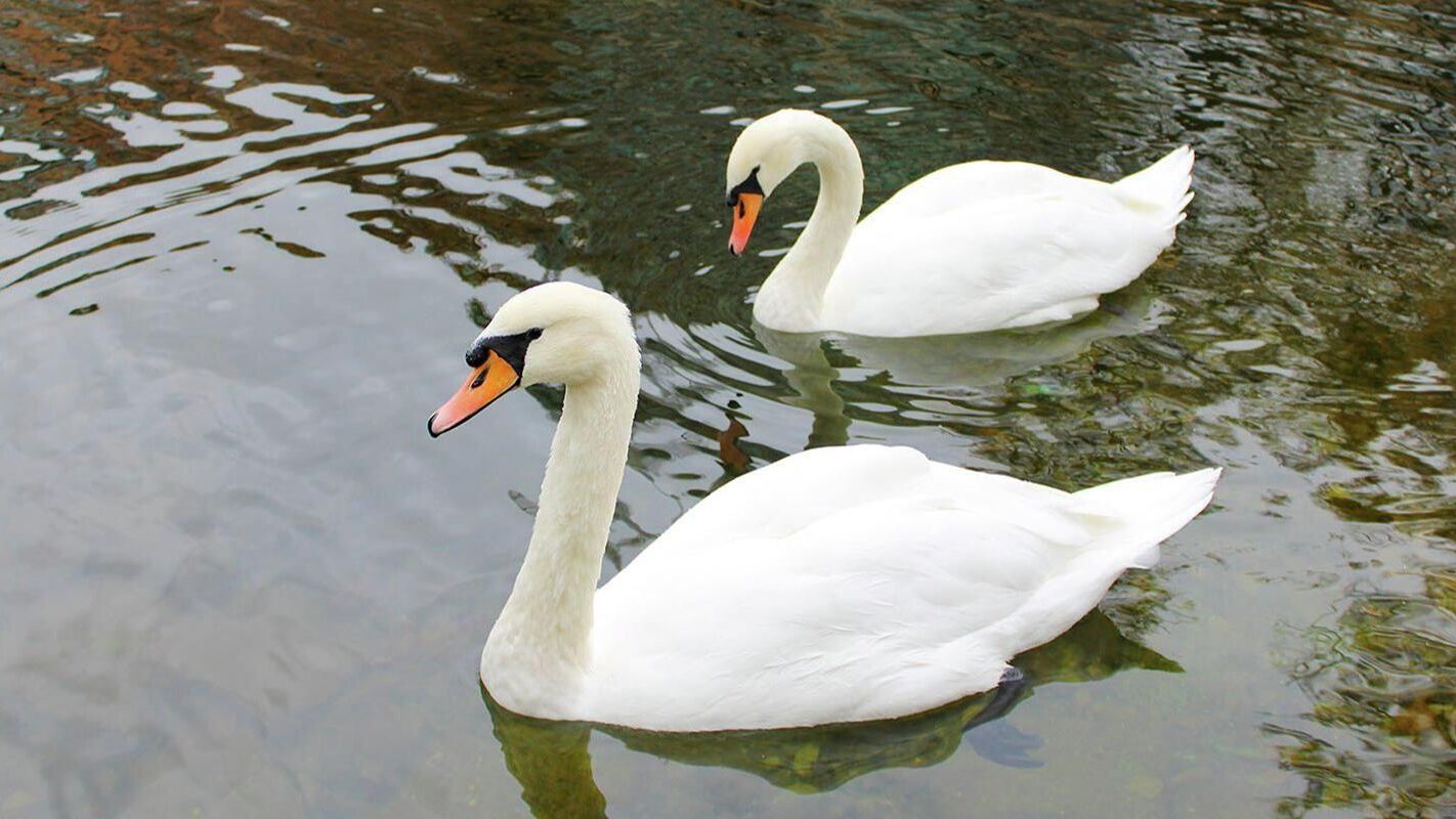Лебеди-шипуны из усадьбы Трубецких Маша и Ваня приехали на зимовку в зоопарк