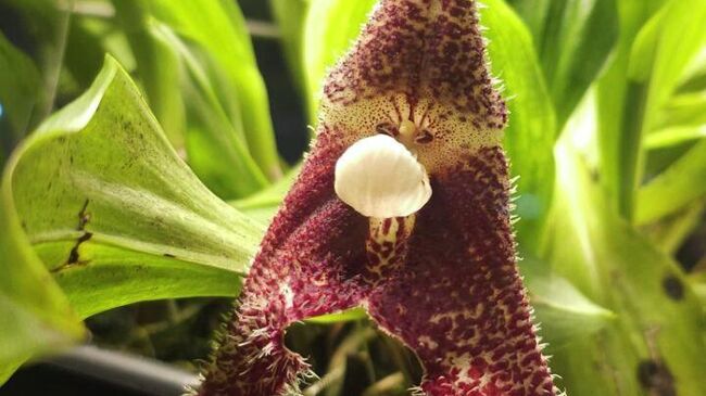 Орхидея-вампир Дракула химера расцвела в Ботаническом саду МГУ Аптекарский огород