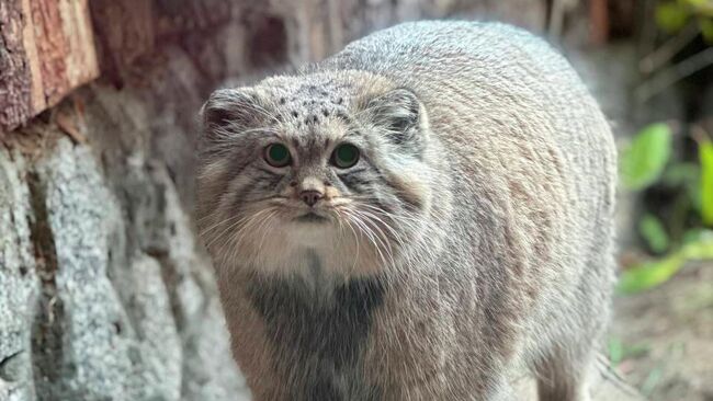 Манул Шу в зажировке