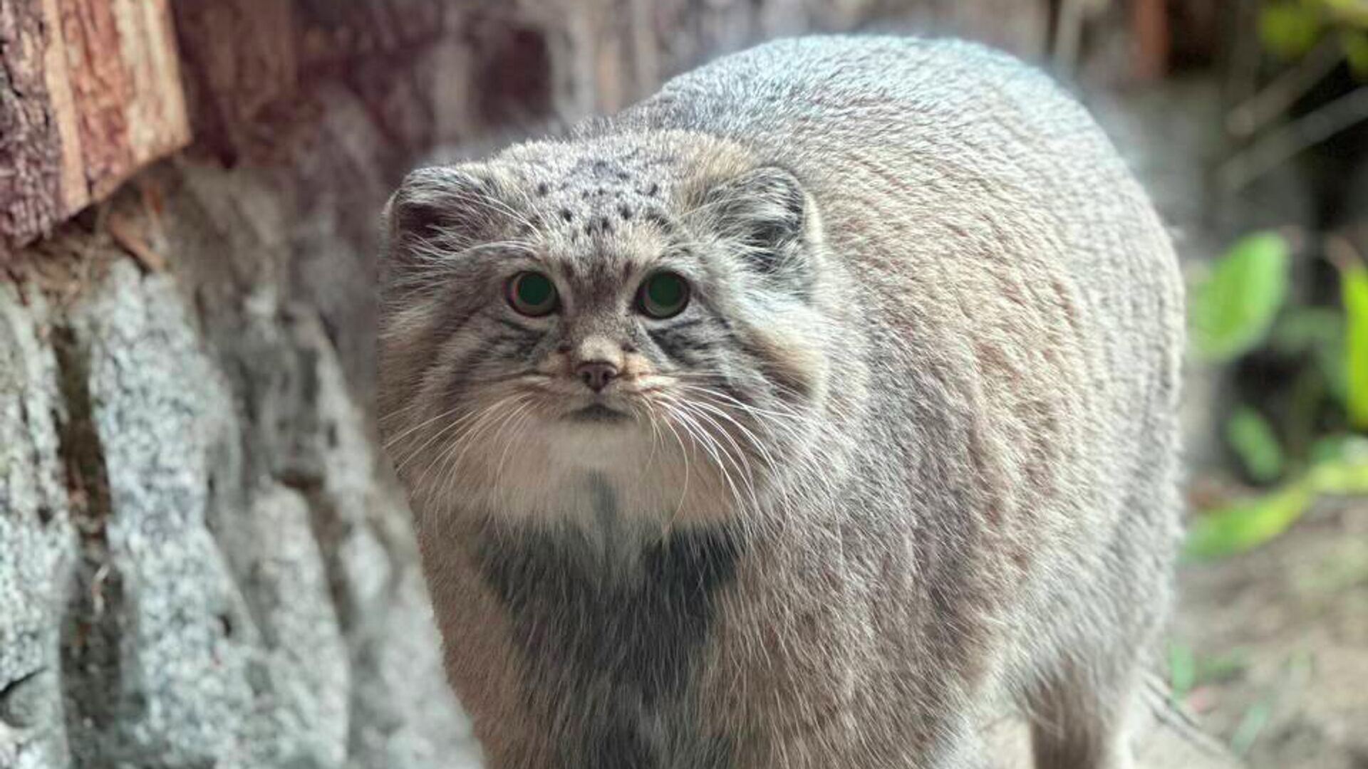 Манул Шу в зажировке Манул Шу в зажировке - РИА Новости, 1920, 04.11.2025