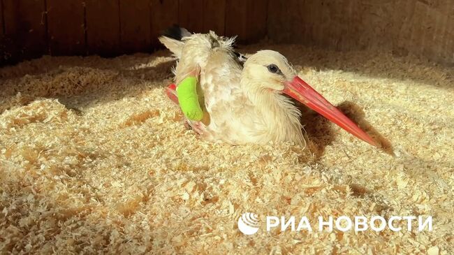 Операция краснокнижного белого аиста в зоопарке Малинки