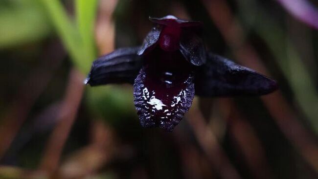 Максиллярия шункеана (Maxillaria schunkeana), также известная как орхидея-паук, в Ботаническом саду МГУ Аптекарский огород в Москве