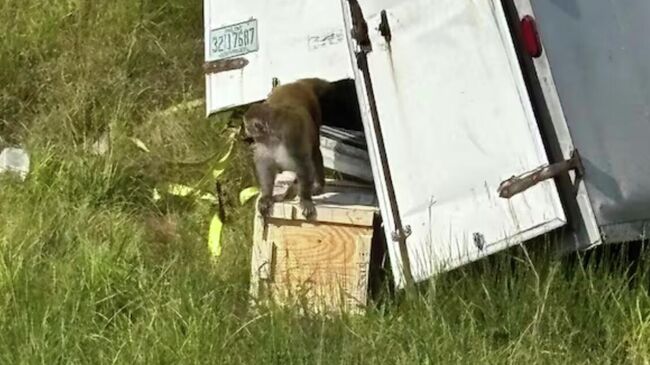 Сбежавшая лабораторная обезьяна в Миссисипи