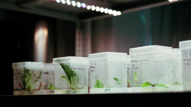 Ученые нашли "ключ" для внедрения в клетку лекарства из растений