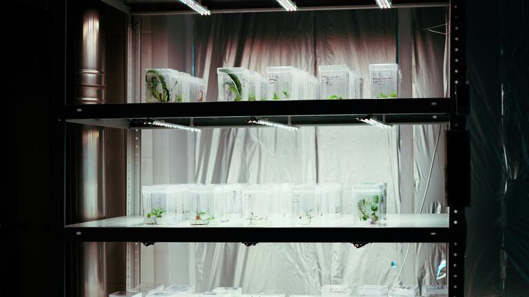 Ученые нашли "ключ" для внедрения в клетку лекарства из растений