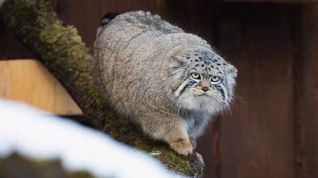 Манул Борис из красноярского парка Роев ручей