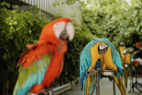 Попугайчики живут на территории Siyam World Maldives Попугайчики живут на территории Siyam World Maldives