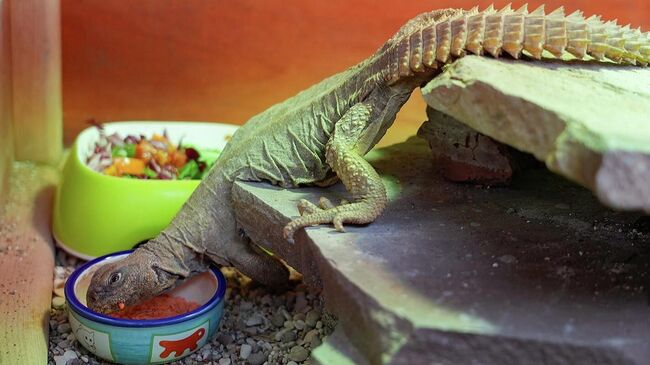 Египетский шипохвост в Московском зоопарке