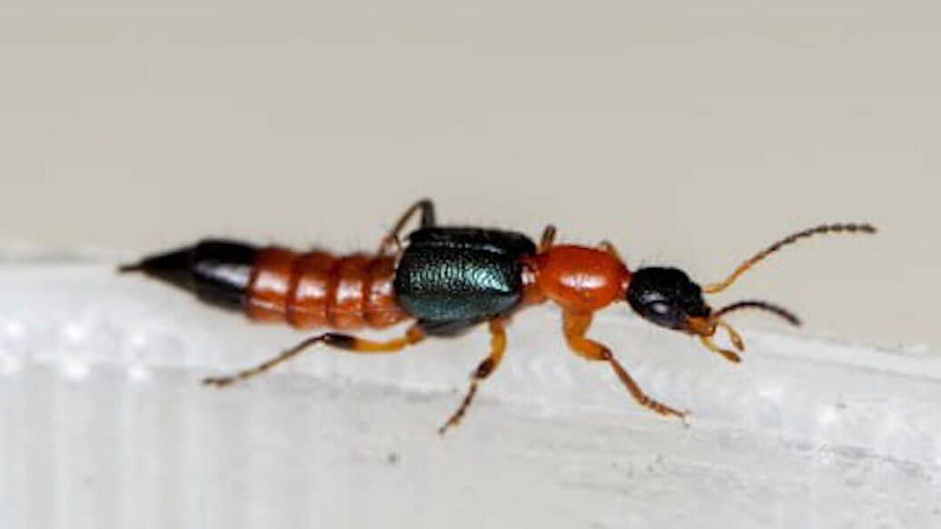 "Кошмарят россиян". СМИ сообщили об атаках ядовитых существ на туристов